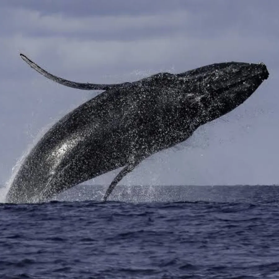 Observation des baleines à La Réunion