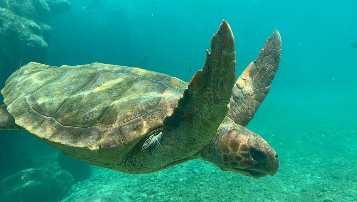 Apprendre la mer — immersion à La Réunion